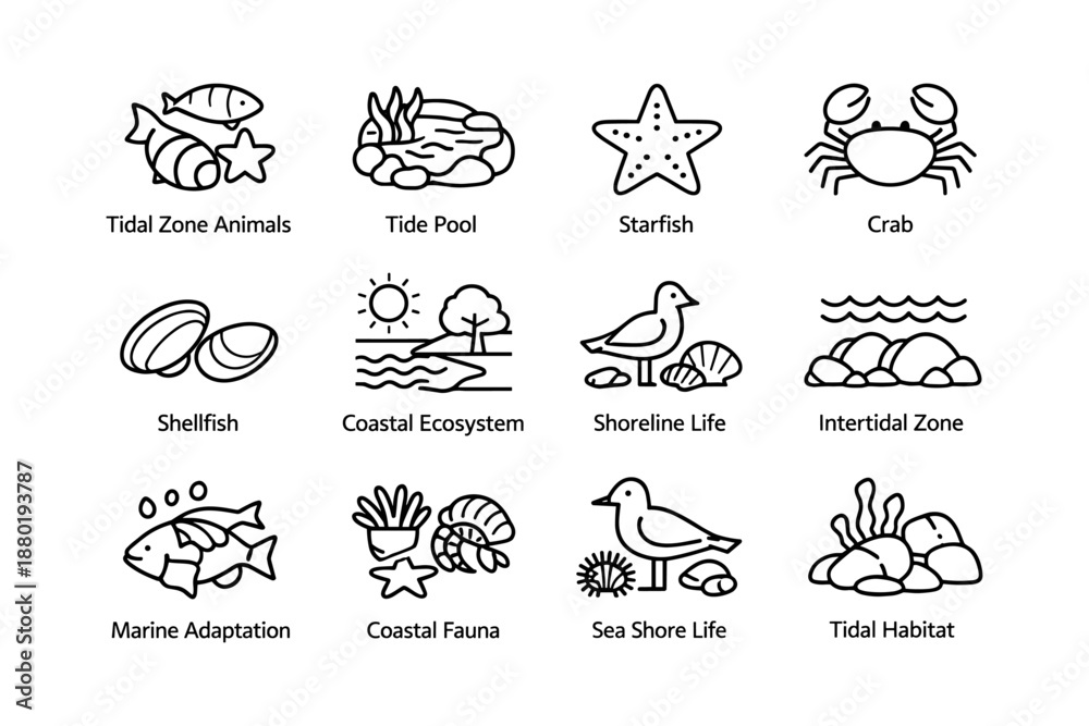 Obraz premium Coastal marine icons: starfish, crab, shellfish, fish, tidal zone, tide pool, shoreline life
