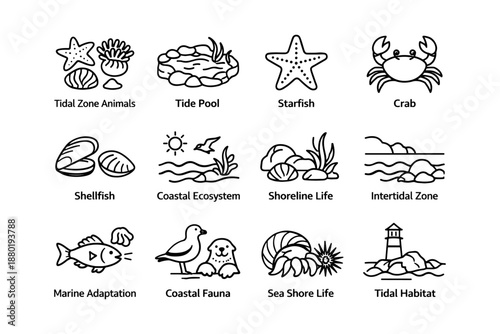 Coastal icons: starfish - crab - shellfish - marine life - tidal zone
