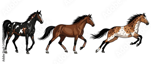 Three distinct horses illustrating different coat patterns including leopard Appaloosa solid bay and tobiano Pinto shown in various gaits equine animal mammal brown black white spotted