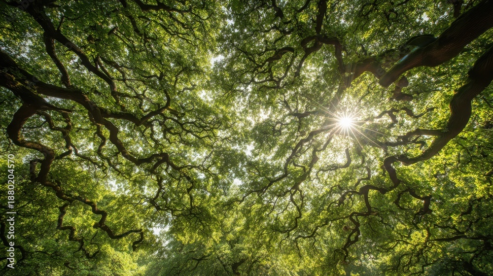Fototapeta premium Sunlight filtering through a dense canopy of ancient oak trees, casting dappled light.