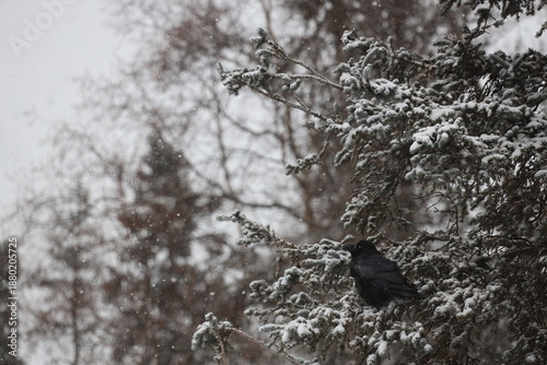 Raven on a snowy day in anchorage alaska