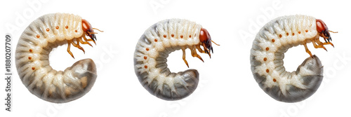 Fotografía Set and Collection of Three Beetle Larvae (Grub Worms), Detailed White Grubs Lif