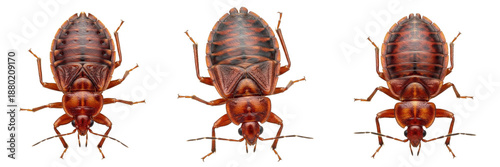 Set and Collection of Bed Bug Insects Isolated on White Transparent PNG Background - Realistic Cimex Lectularius Pest Control Set