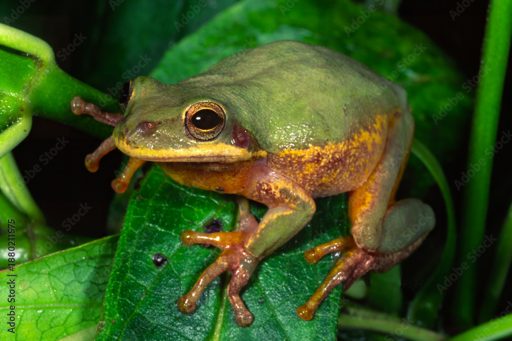 Obraz premium Squirrel Treefrog, Dryophytes squirellus