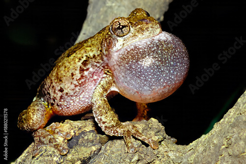 Принти на полотні Calling male Cope's gray treefrog, Dryophytes chrysoscelis.