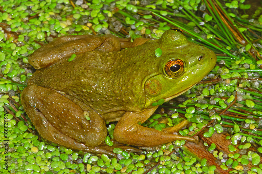 Obraz premium American Bullfrog, Lithobates catesbeianus.