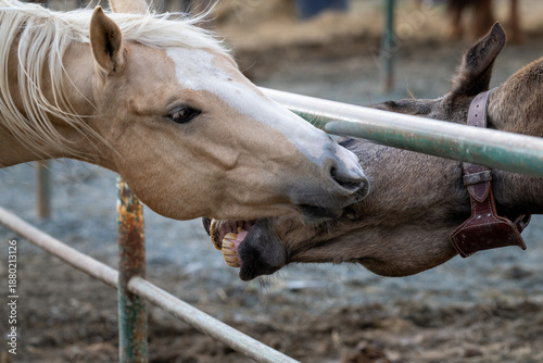 Two brown horses are nipping at each other. The tan-colored horse is nipping at the neck of a dark brown horse with a white mane. The horses are being aggressive against a grey metal fence. 