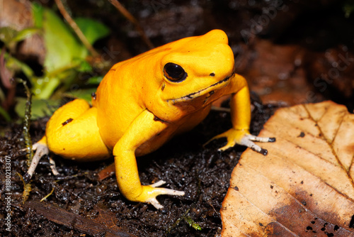 Golden Dart Frog, Phyllobates terribilis