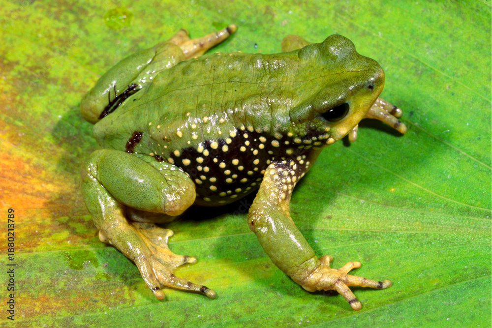 Fototapeta premium Peru Stubfoot Toad, Atelopus peruensis.