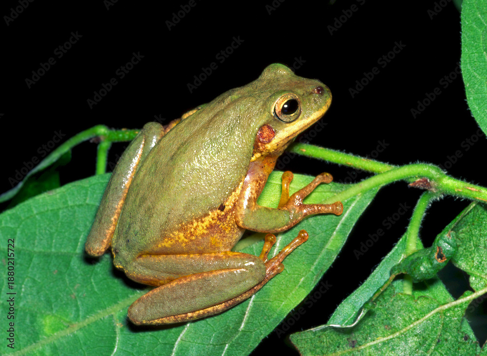 Fototapeta premium Squirell treefrog, Dryophytes squirella.
