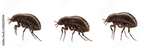 Obraz na płótnie Set and Collection of Fleas (Siphonaptera) Tiny Parasitic Insects Macro -Up, Jum