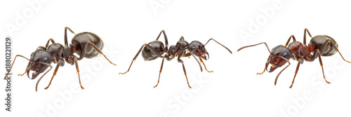 Set of Black Garden Ant (Lasius niger) Common Social Ant Insect, Realistic Worker Ant Collection isolated on white transparent PNG background