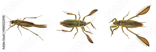 Photos Water Boatman Insect Species (Corixidae Family) in Detailed View for Entomology,