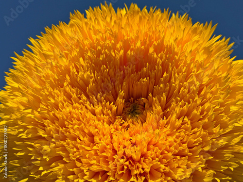 Yellow golden sunflower thickly double lush ornamental flower.