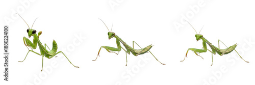 Photography Praying Mantis Insect (Mantodea, Mantis religiosa) in Different Poses for Wildli