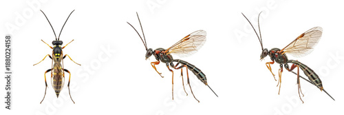 Collection of Ichneumon Wasp (Ichneumonidae) Parasitic Wasp Species Known for Slender Body and Long Ovipositor for Insect and Nature Study isolated on white transparent PNG background