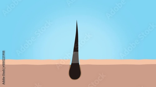 2D Hair Growth Animation on Scalp with Follicle Concept, Hair care, hair growth oil drop to root, Animation Nourish hair action of shampoo or serum