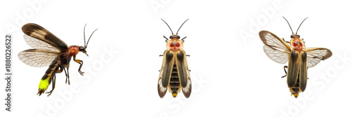 Set/Collection of firefly insects (Lampyridae family) glowing for nature, entomology, biology and wildlife illustration isolated on transparent PNG background