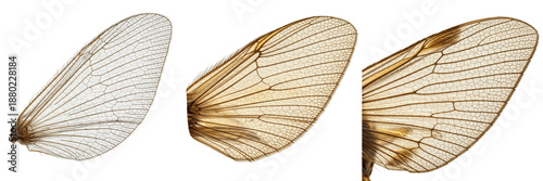 Set / Collection of Mayfly Wings (Ephemeroptera) Highly Detailed Realistic Oil Paint Scientific Illustration Isolated on Transparent PNG Background
