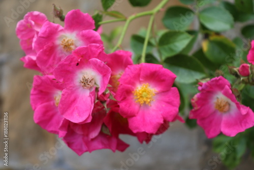 Pink Climbing Rose