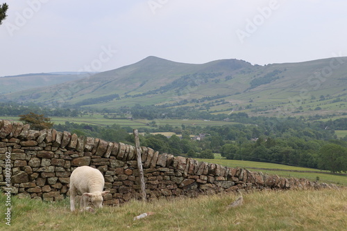 Sheep in Pennines
