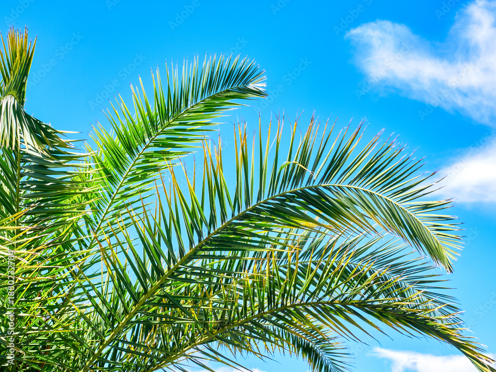 Fototapeta premium Branches palm tree in close-up against the blue sky. Palm tree on the beach, relaxation, travel, exotic.