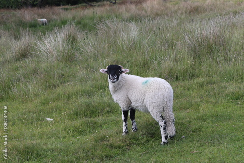 Lamb in Peak District