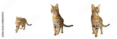 Fotografie Set of three Savannah cats in different growth stages and sizes isolated on whit