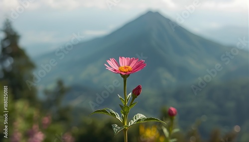 flower in the mountains