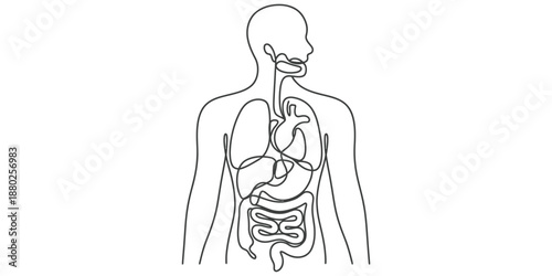Minimalist continuous line art drawing illustrating the human internal body anatomy Vector, illustration
