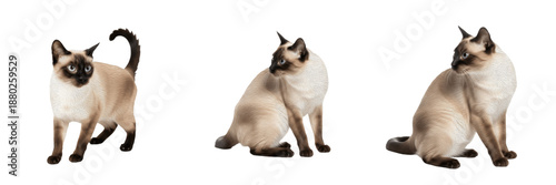 Bild auf Leinwand Three Siamese Cats in Sitting and Standing Poses Isolated on White Background