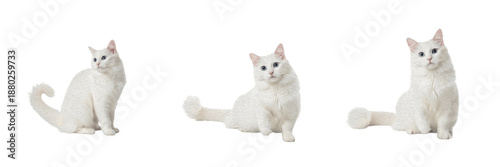 Photography Three White Domestic Cats in Different Poses Isolated on White Background