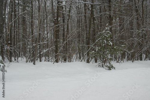 Wallpaper Mural snow covered trees in winter Torontodigital.ca