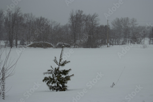 фотографія A lone pine tree by a field in the snow