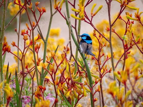 Canvas Print Superb Fairy Wren amongst the Yellow Kangaroo Paw