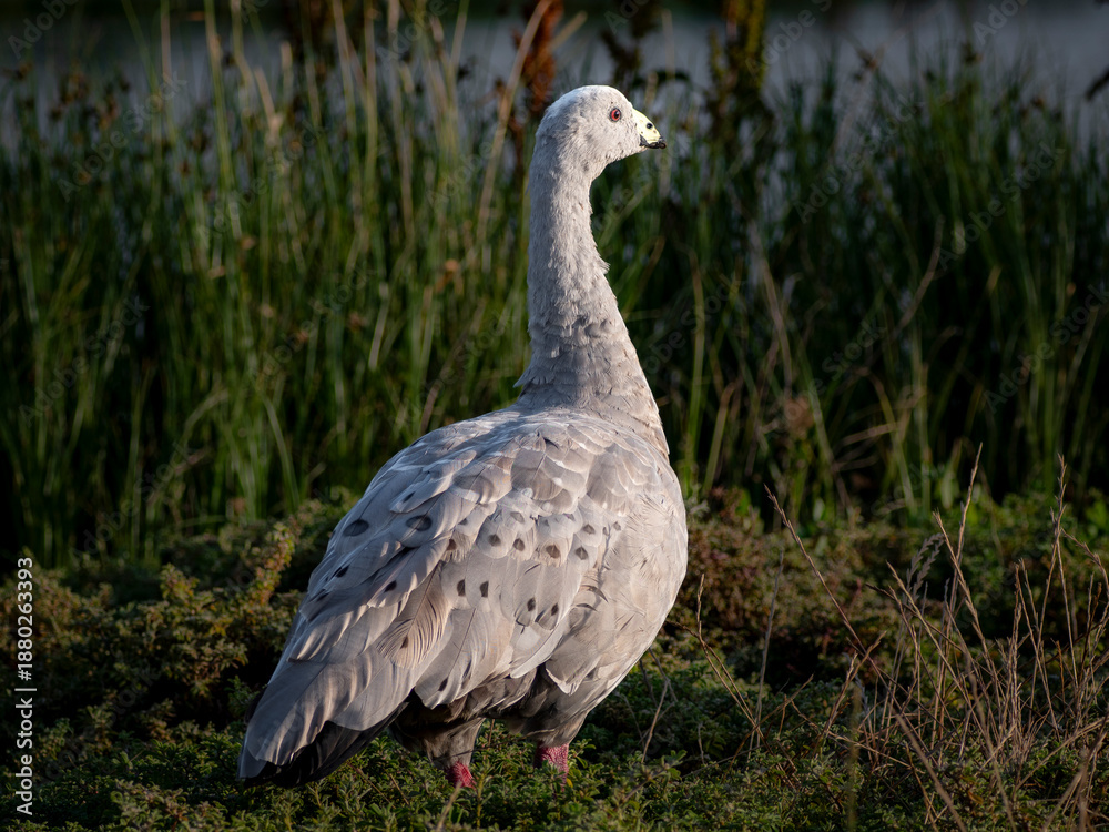 Obraz premium Rare Cape Barren Goose 