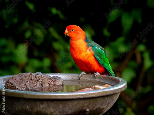 Tableau sur toile Male King Parrot on a bird bath on a hot australian day, the bird bath has volcanic rocks within it which is good for the insects to get water from