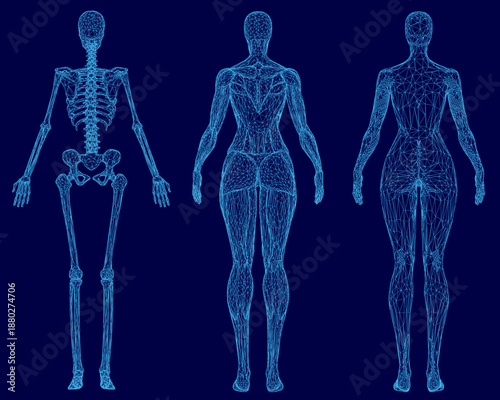 A female skeleton wireframe with detailed muscles and anatomical structures appears on a blue background for medical or educational use.