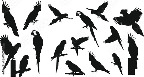 Black parrot and cockatoo bird silhouettes set flying and perched tropical vector isolated on white background