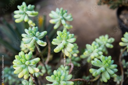Billede på lærred Macro view of sedum pachyphyllum with fleshy rounded leaves, healthy succulent plant in garden setting, natural texture and soft focus background