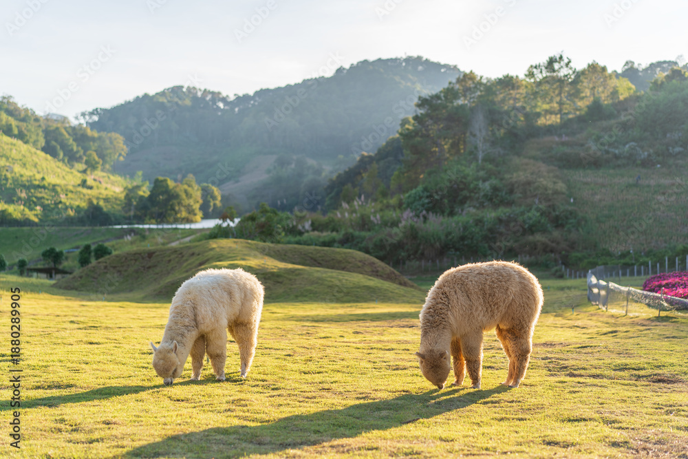 Obraz premium Two alpacas grazing on lawn or field meadow and valley in alpaca farm livestock and agriculture on nature park mountain and white mammals animal life in cold city farmland at Mae Hong Son in Thailand