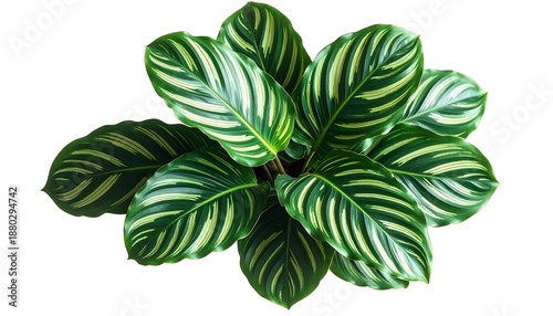 Top-down view of a plant with large green leaves and striped patterns