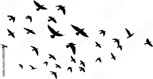 Black bird silhouettes flying in a large flock isolated on white background representing nature freedom migration wildlife and minimalist decorative graphic design elements for creative projects
