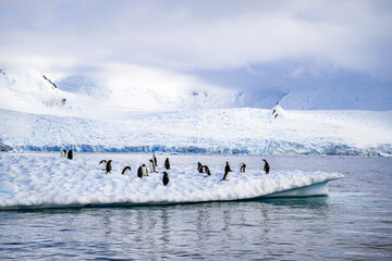 Poster Antarctica Ezelspinguïns op drijvende ijsbergen  © Anil S Matta