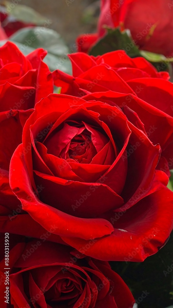 Naklejka premium Close-up of deep red roses, their petals layered and velvety, hints of greenery in the background, evocative of romance