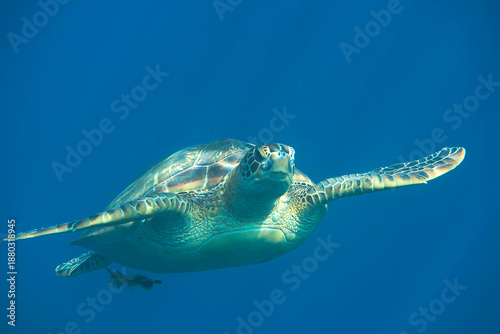 Tableau sur toile Swimming green sea turtle (Chelonia mydas  or Pacific green turtle ) under the water surface of Bali , Indonesia