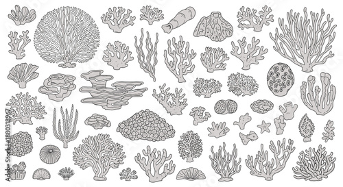 Large collection of diverse coral species and sea plants depicted in detailed black and white line art suitable for marine biology studies.