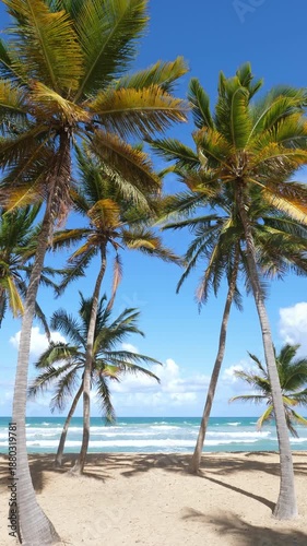 Pristine tropical coastline with coconut palm trees and azure caribbean sea. Beautiful landscape view. Vertical footage