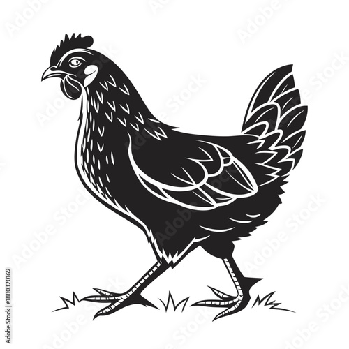 Black and white chicken hen illustration in vintage woodcut style isolated on white. Hand drawn poultry farm animal vector design for organic food logo and butchery branding.