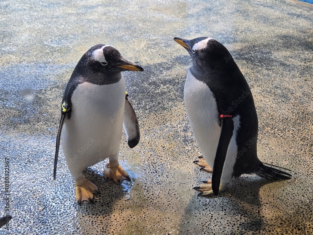 Obraz premium Two cute penguins standing together 